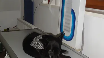 O cantareata din Bucuresti este in stare de soc! Un vecin i-a executat animalele cu o arma! Nu e singura victima!