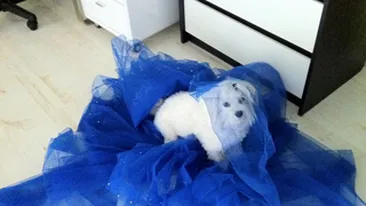 Anda Adam isi face cainele artist! Uite ce tinuta de scena i-a pregatit!