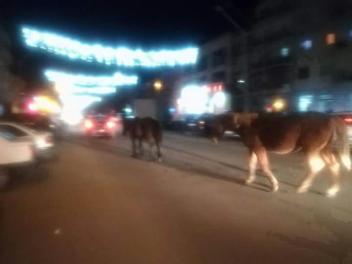 O vacă a mâncat scena Naşterii Domnului, amplasată pentru Crăciun de Primăria municipiului Moreni