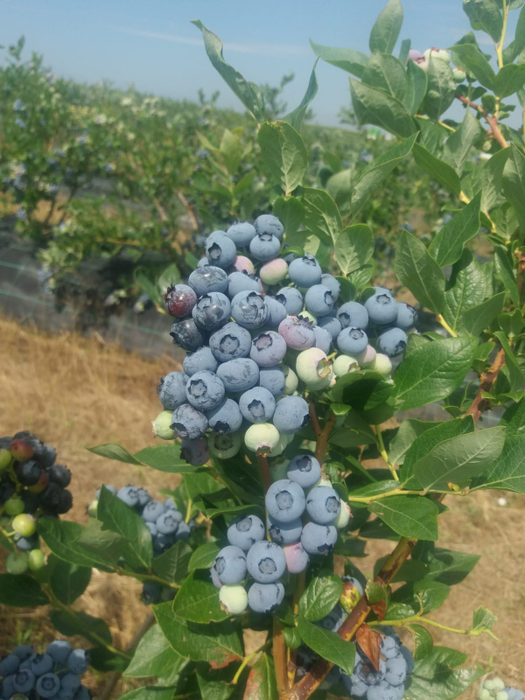 Afinele s-au copt deja în Oltenia
