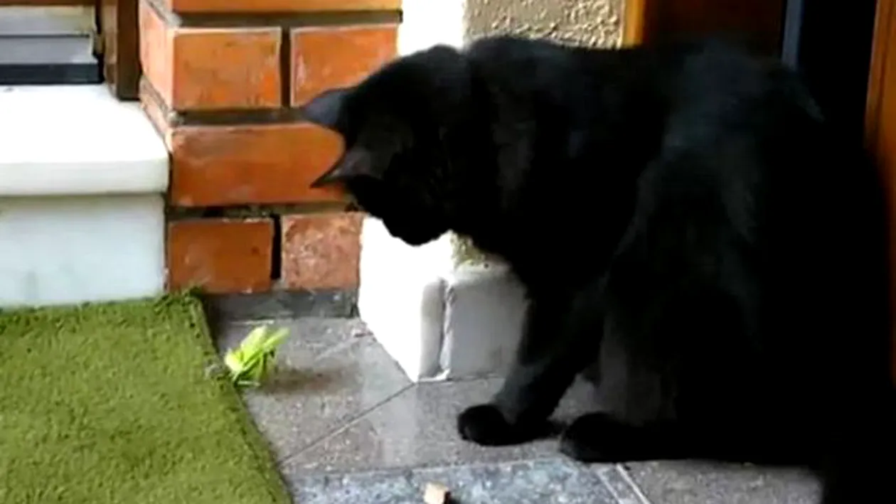 Mamifere vs. insecte: vezi lupta palpitantă dintre o pisică şi o călugăriţă!  