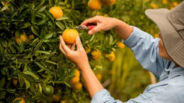 Ce salariu are un român care culege portocale în Spania. Cât câștigă lunar, de fapt