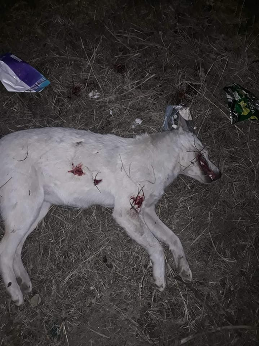 Caz înfiorător în comuna Vernești, județul Buzău. Un cățel a fost ciuruit de gloanțe | FOTO