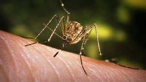 Încă două cazuri de infecţie cu virusul West Nile au fost raportate în România
