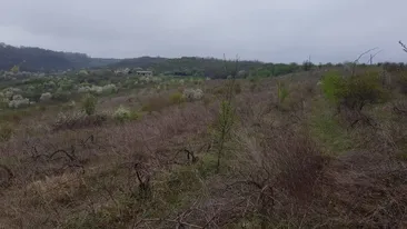 Scene șocante la Iași. O femeie fără cap a fost găsită pe un câmp. Victima plecase din spital