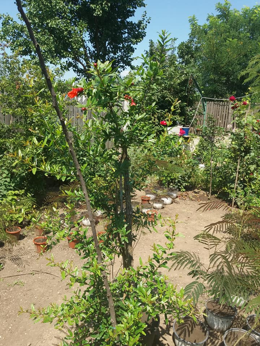 Rodii, pomelo, fructul pasiunii, litchy, mango și kumquat sunt doar câteva din culturile olteanului