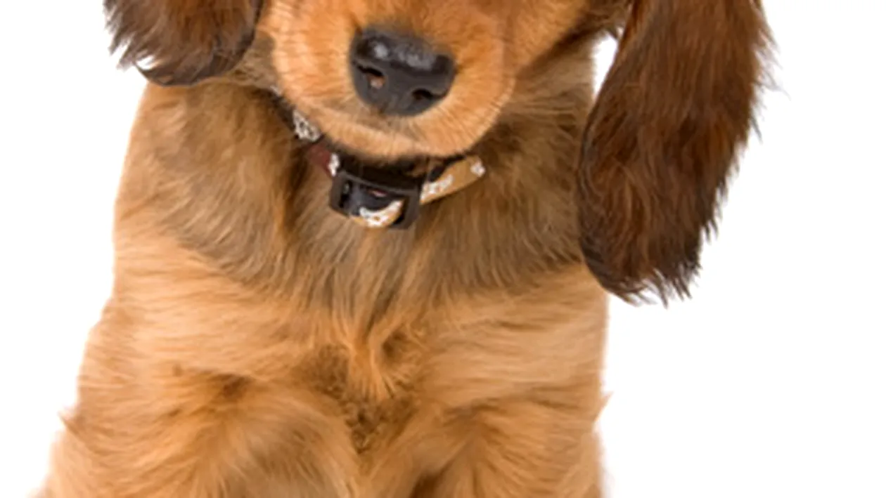 VIDEO Uite aici campania care a sensibilizat Romania!  Cum sa hranesti un catel cu un desen?