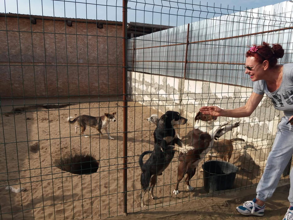 400 de câini, în pericol de a muri de foame