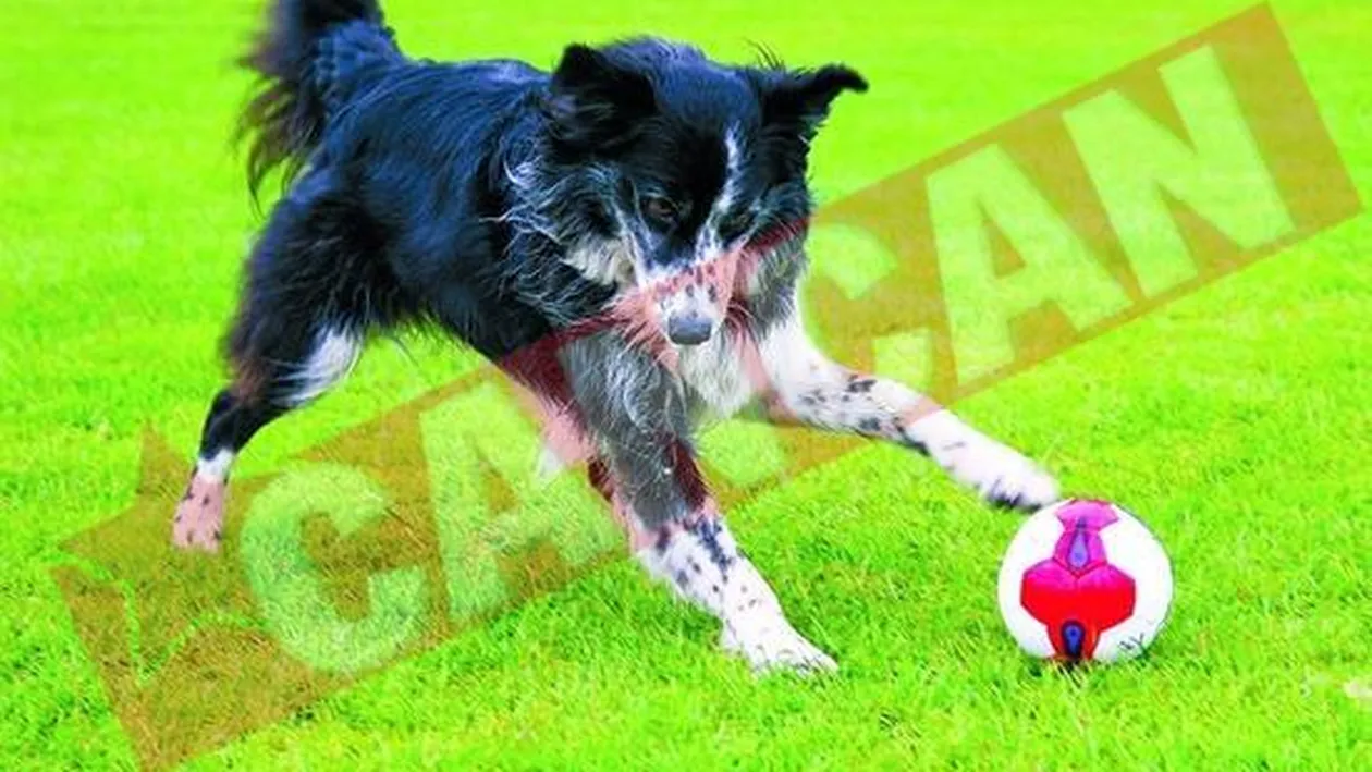 Catelusa care joaca fotbal ca Ronaldo