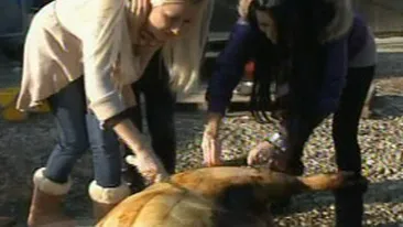 Vezi cum au taiat porcul de Craciun fetele de la Bamby!