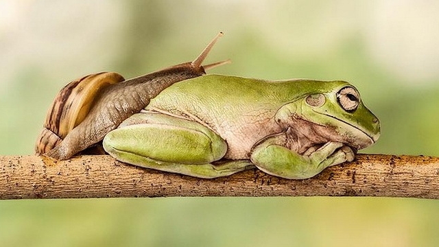 Pozele care au amuzat o planeta! Cat timp ii ia unui melc sa traverseze o broasca?
