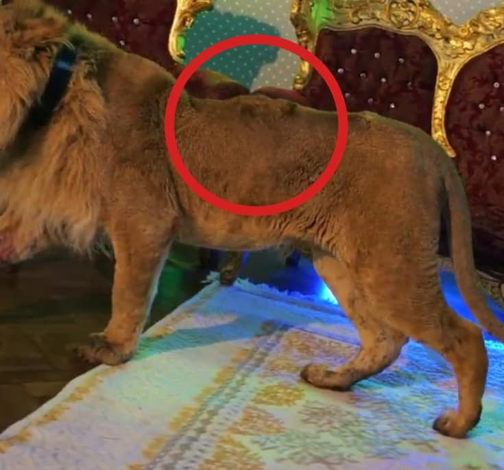 El este stăpânul leului din clipul lui Dani Mocanu. Are o întreagă menajerie, iar, în urmă cu 5 ani, unul dintre leii săi a sfâșiat o femeie