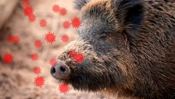 Alertă maximă din cauza epidemiei de pestă porcină africană. Autoritățile din Spania au declarat stare de urgență