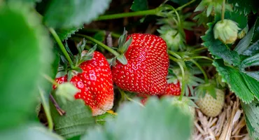 Cât costă un kilogram de căpșuni românești. Puțini români și le vor mai putea permite