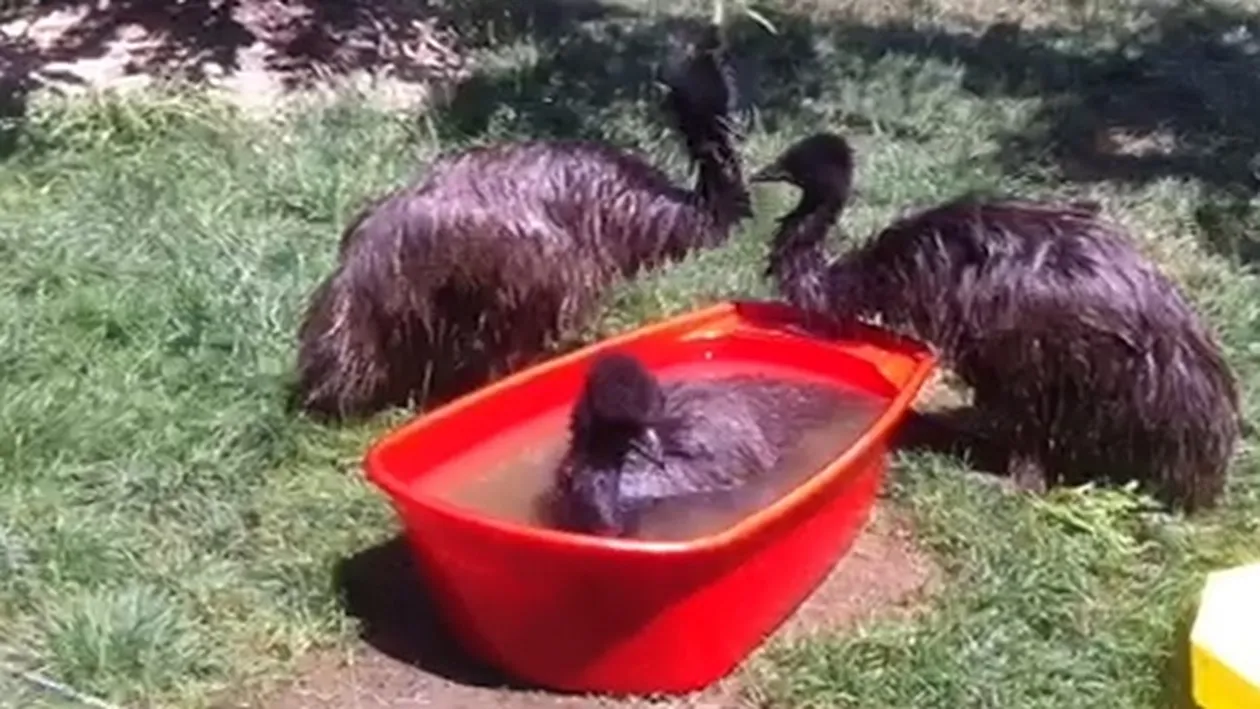 Inceputul unei afaceri de milioane! Vezi ce aparat a construit un roman!