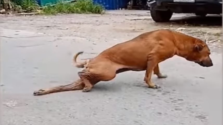 Imagini colosale! Un câine maidanez se preface că are piciorul rupt pentru a cerși o mângâiere sau ceva de mâncare! Reacția lui după ce le primește VIDEO