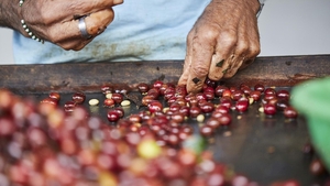(P) Originea contează: Cele mai apreciate regiuni producătoare de cafea boabe
