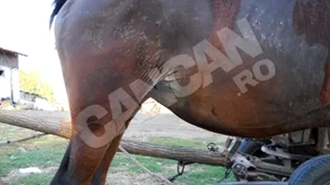 Un nebun a incendiat un cal pentru ca i-a incalcat proprietatea