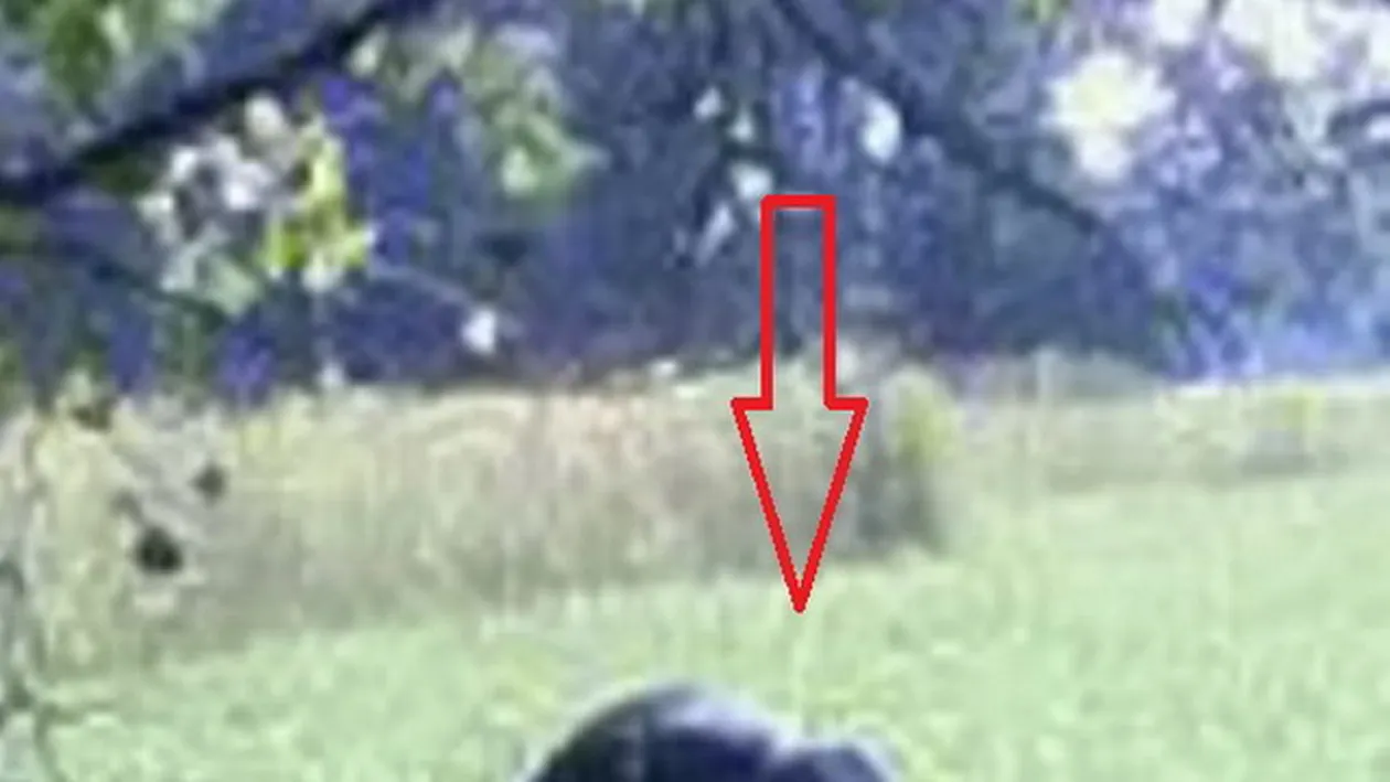 CREATURA care a INGROZIT Marea Britanie! Expertii au in sfarsit o explicatie pentru seria de ATACURI salbatice