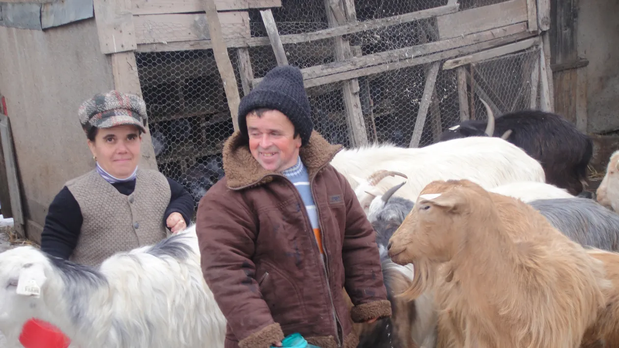În Argeş trăieşte o familie în miniatură! Costica si Constanta cresc 23 de capre!
