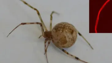 Primul păianjen modificat genetic. Cum arată pânza lui și de ce este extrem de importantă pentru viitorul nostru