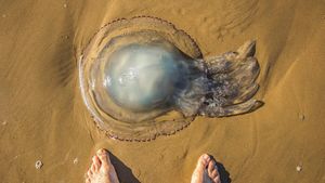 Vacanță de coșmar pentru o familie. Copilul de doi ani a murit înțepat de o meduză