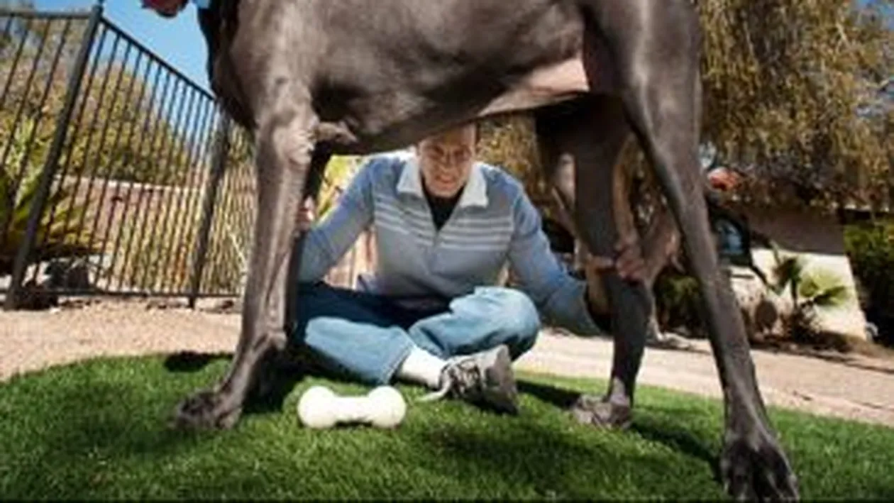 Cel mai mare caine din lume