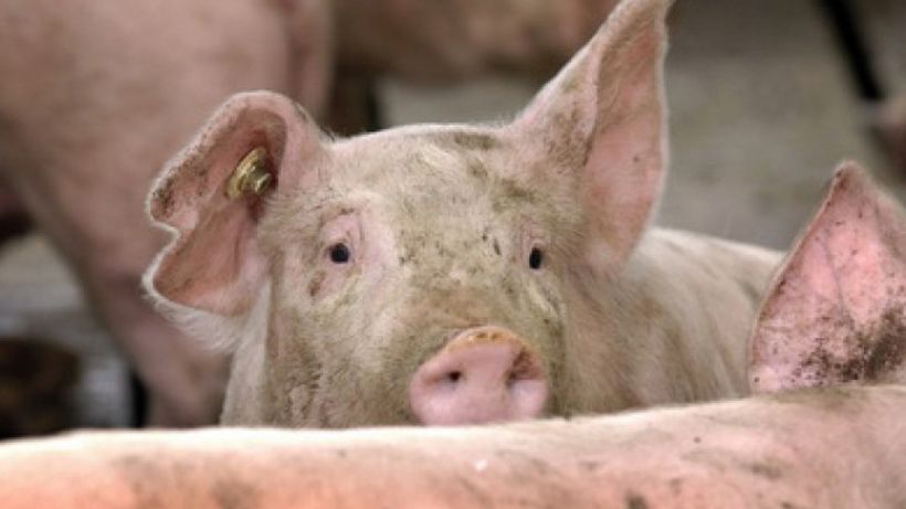 Efectele de care ar trebui să știe toți românii! Cum ne afectează sănătatea carnea de porc bolnav!