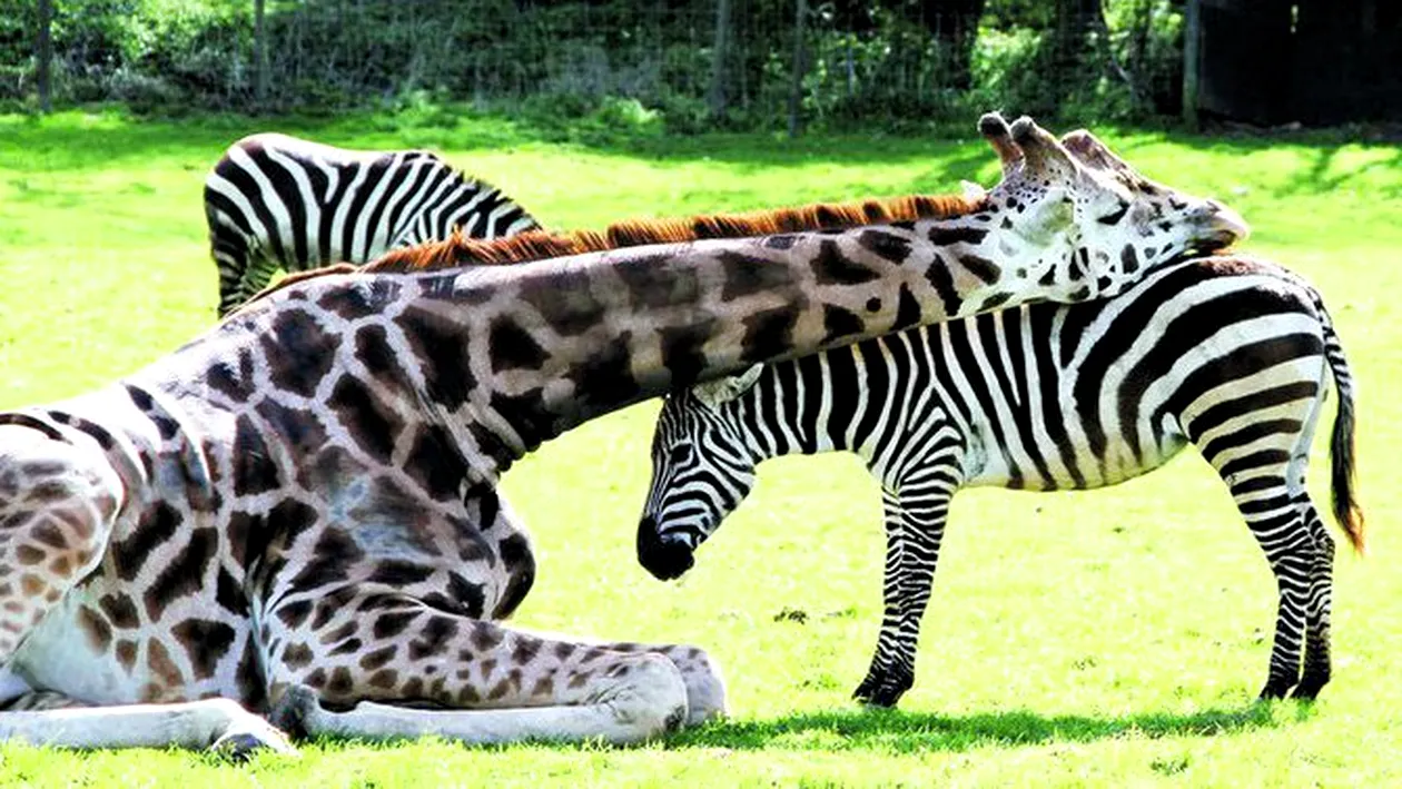 O girafa si o zebra, prietene la catarama