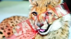 Paris, singurul pui de ghepard din Romania, in arena la Circ