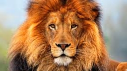 Nebunie în Kenya! Şoferii din trafic au fost şocaţi! Doi lei au creat un adevărat ambuteiaj, jucându-se în plină stradă!