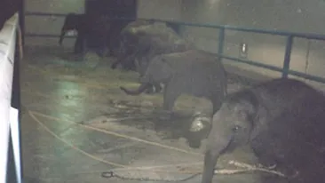 Cat ii chinuie ca sa devina vedete la circ!