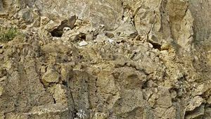 Iluzie optică virală | Câte bufnițe se ascund în această fotografie?