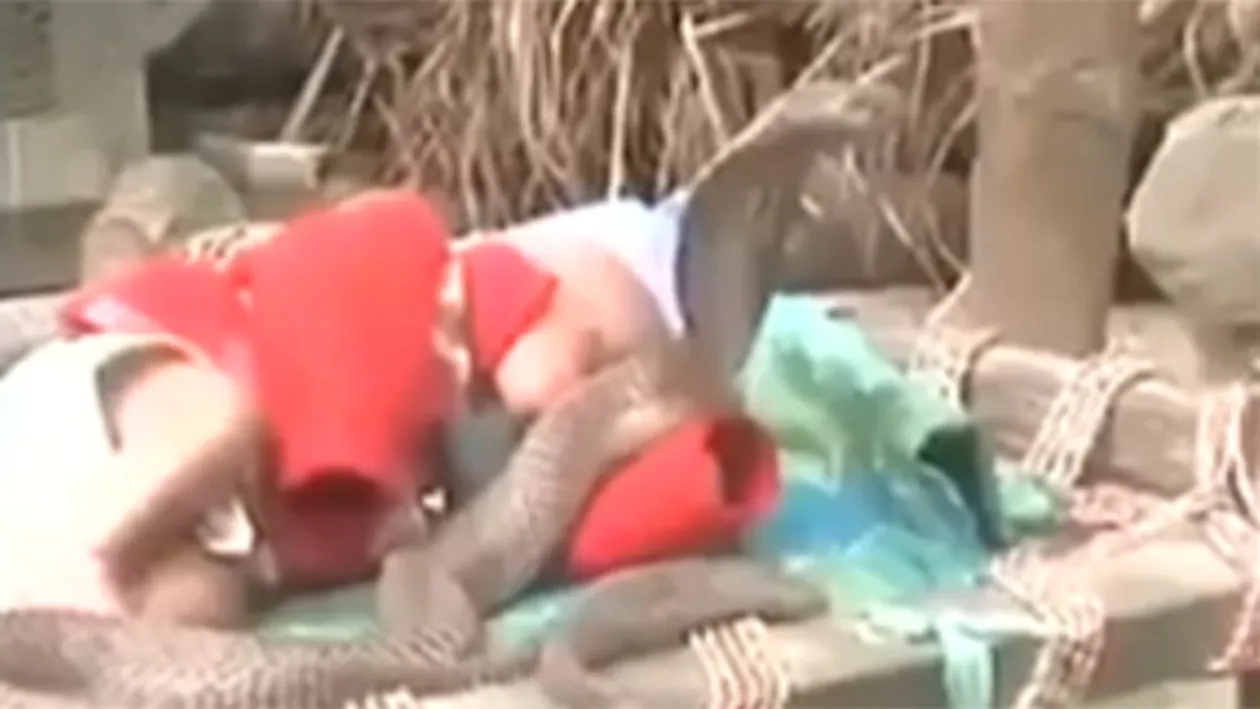Cei mai inconstienti părinti! Si-au pus bebelusul in pat cu patru serpi cobra! Ce a urmat e departe de orice imaginatie