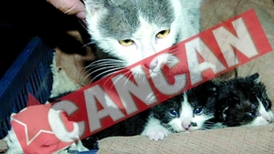 O pisica a fatat un caine?
