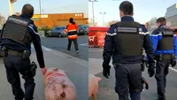 De-a râsu'-plânsu'! Ce s-a întâmplat cu un porc pe care românii se pregăteau să îl taie pentru sărbători. Oamenii legii au intervenit imediat