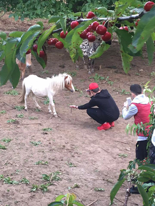 Poneii pasc în voie pe domeniul lui Ion Balint