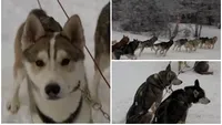 Cât costă plimbarea cu sania trasă de câini husky. Locul din România unde turiștii se simt ca-n Laponia