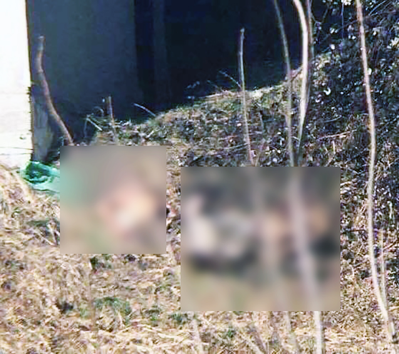 Cadavrul tranșat a zăcut trei săptămâni în grădină