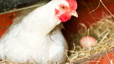 Ce a fost mai întâi: oul sau găina? Oamenii de știință au găsit răspunsul, în sfârșit