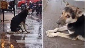 Povestea din spatele imaginii cu un câine care șade trist în fața unui club. A stârnit emoție profundă: „Vino aici, vino și mănâncă!”