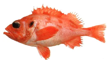 Japonezii au creat pestii transparenti