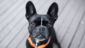 Cum poți afla cât mai are de trăit câinele tău. Metoda nouă descoperită de cercetători