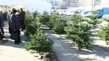 Vezi cat vor costa anul acesta brazii romanesti de Craciun!