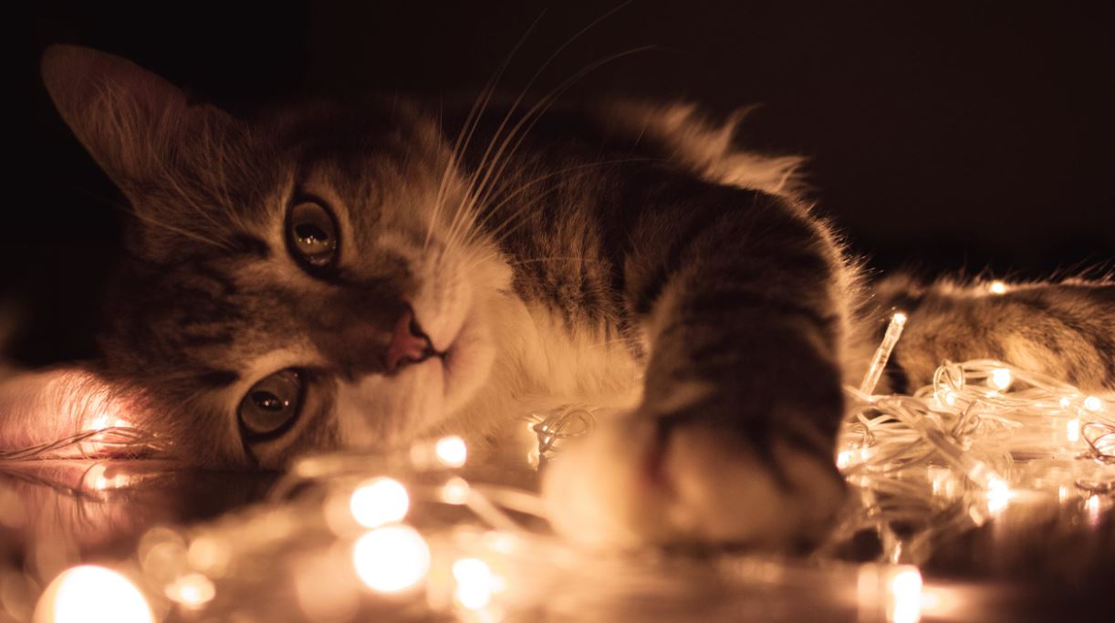 Ce vârstă are pisica ta în ani omenești. Calculul e foarte simplu! Vezi ce vedete preferă micuțele feline și cine a ales să își ia câine