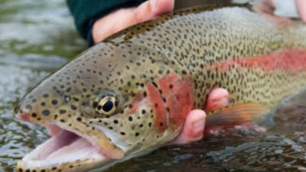 O sa ramai uimit! Ce a descoperit un roman intr-un peste viu pe care l-a cumparat de la hipermarket: Interesant, nu?