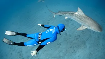 Mangaie rechinii pe crestet