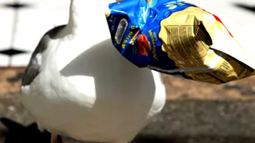 Angajatii unui magazin din Marea Britanie stau de paza pentru a tine la distanta un pescarus hotoman