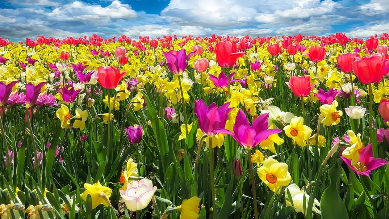 Prognoza meteo 9 februarie: Vreme frumoasă în mare parte a țării! 14 grade la București