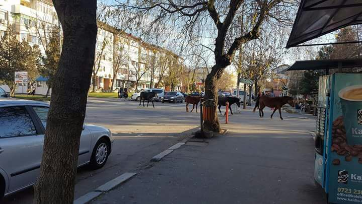 O vacă a mâncat scena Naşterii Domnului, amplasată pentru Crăciun de Primăria municipiului Moreni